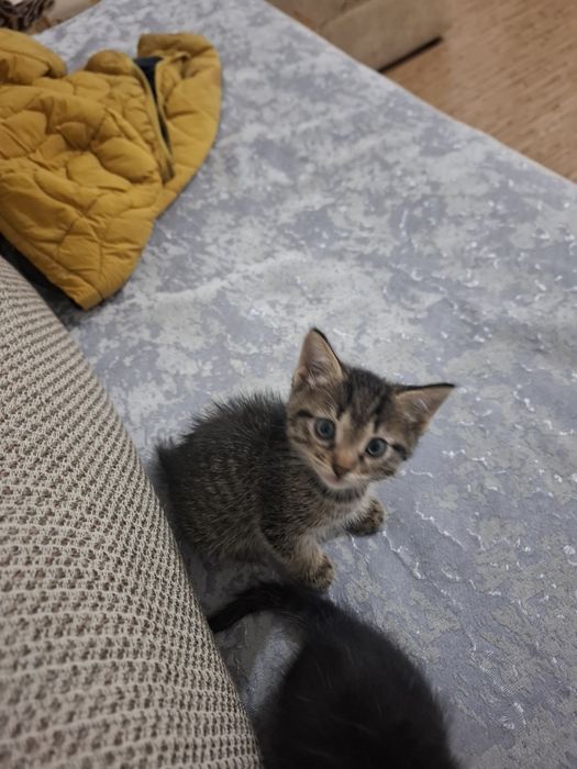 Отдам котят к добрые руки