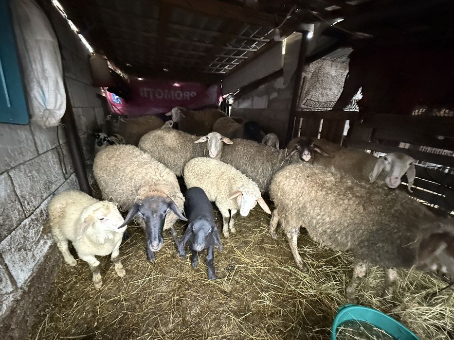 Vand oi Carabase si Awassi