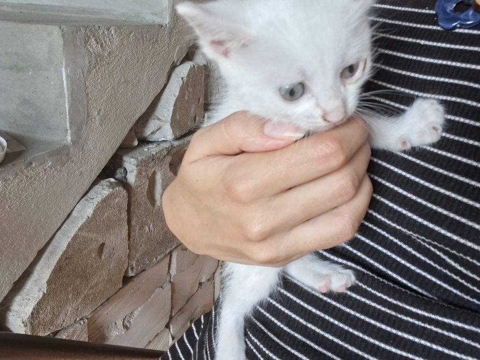 Подарявам котенца