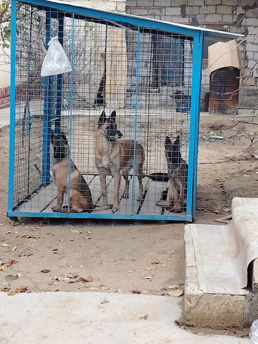 Бельгийский овчарка