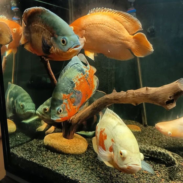 Астронатус американски