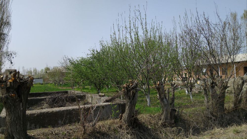 Guliston shahar Ulug'obod Kamunada uchaska sotiladi