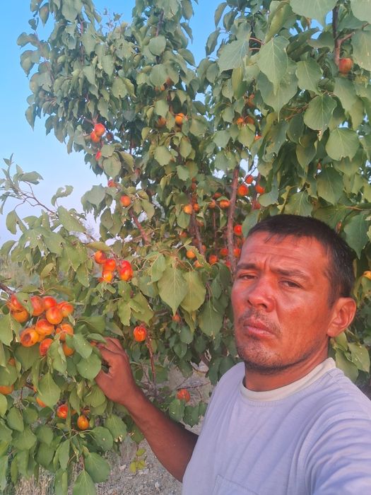 Har xil turdagi ko‘chatlar sotiladi