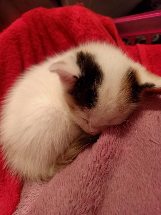 Кошка бесплатно.