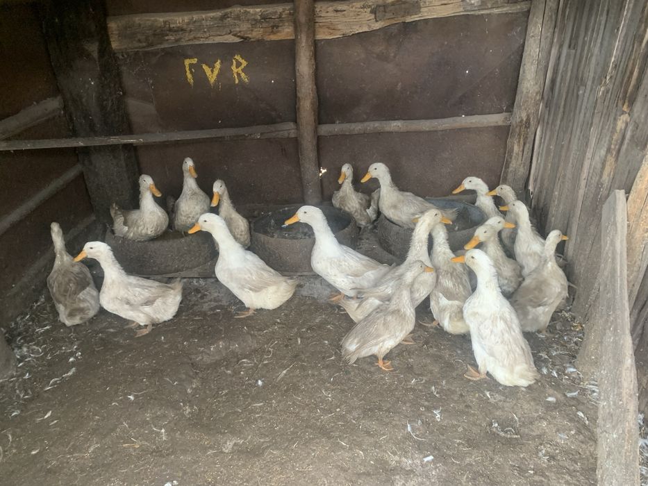 Продается индюки