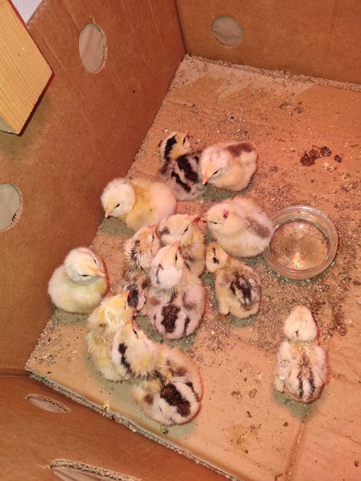 Pui si oua de incubat Araucana