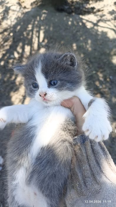 Продаются породистые котята