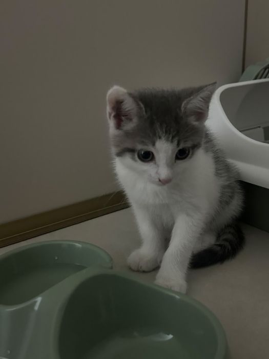 Отдам котёнка в добрые руки