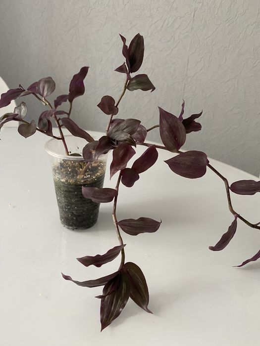 Традесканция