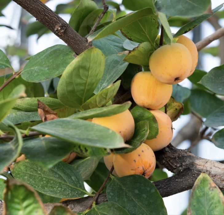 Kaki soiuri variate