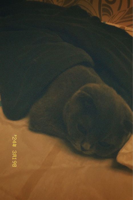 Кошка сатылуда срочно