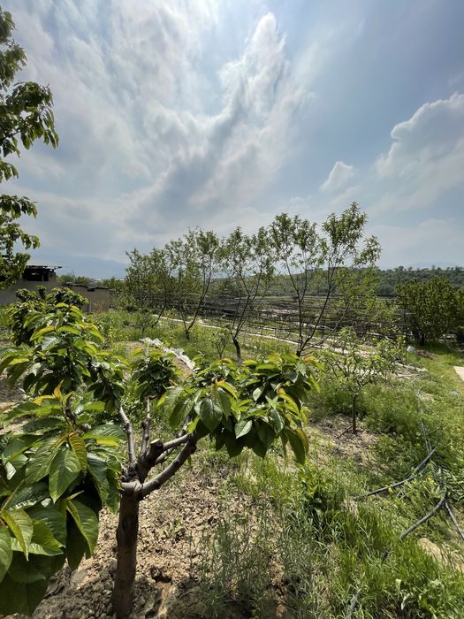 Паркент туман Сукок кишлогида 5 соток ер участкаси сотилади