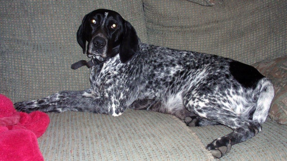 Бронь щенков породы курцхаар