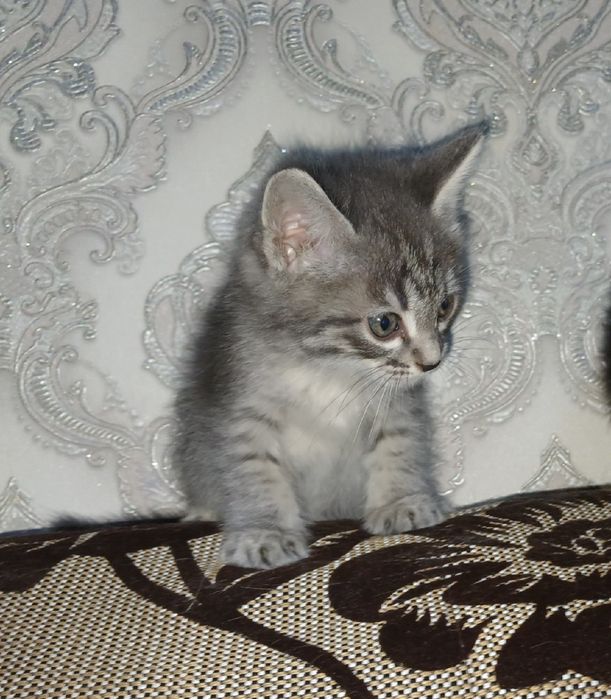 Чисто кровный порода