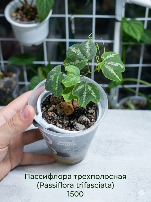 Продам комнатные растения