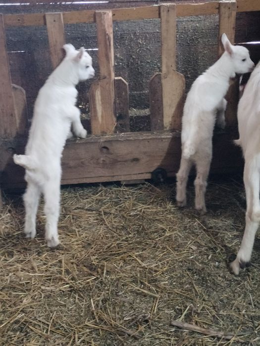 De vânzare țapușori saanen