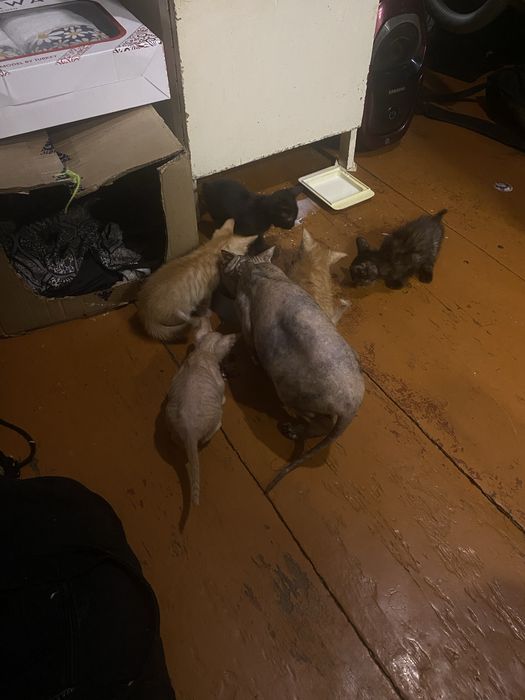 Отдам котят в добрые руки