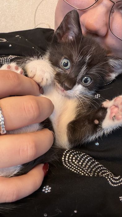 Отдам котят в добрые руки !