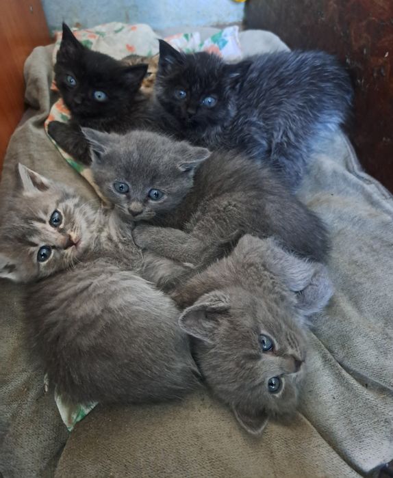 Отдам котят(полукровки) 1,5 мес