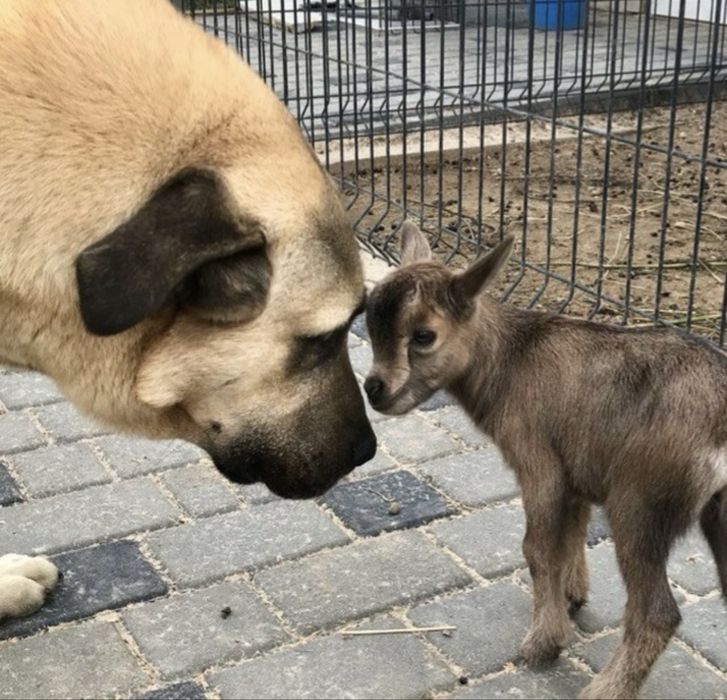 Кангалы щенки доставка есть