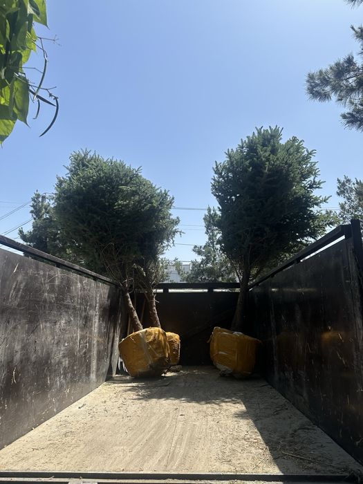 Бельгийские голубые ели, Альпийские Пихты, ёлки. Goluboy yel archalar