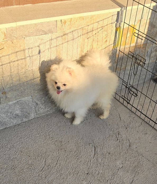 Мини Померан момче