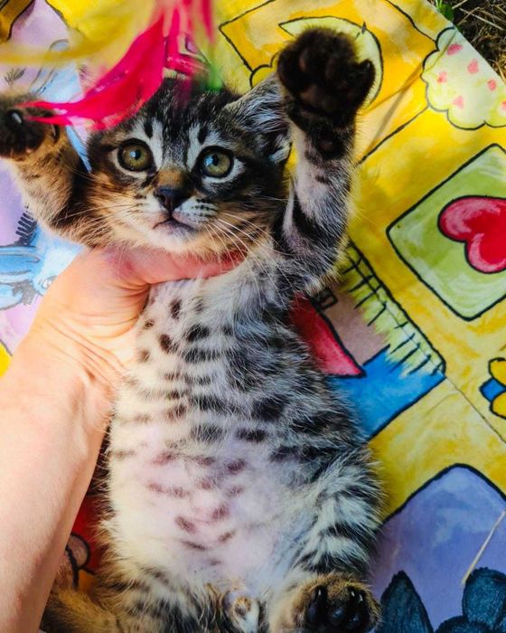 Мъжко коте търси дом