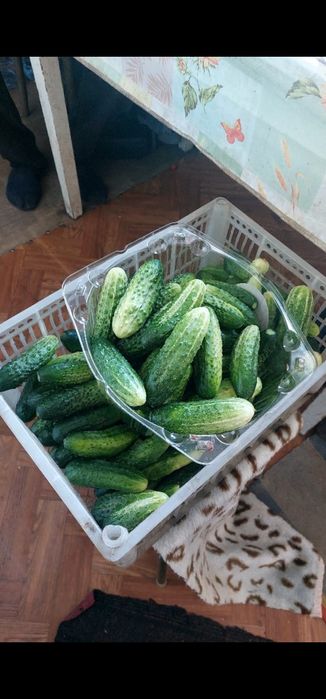 Продаются огурцы