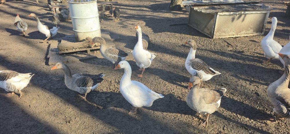 Гъски за разплод