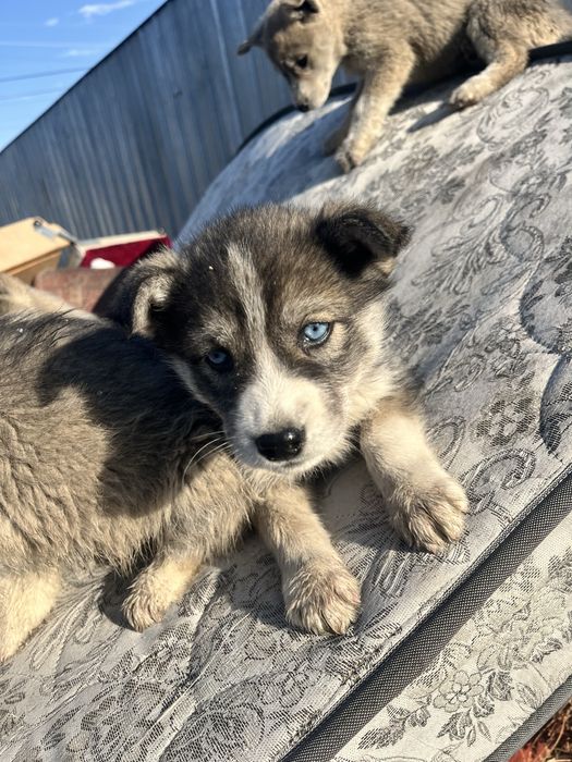 Шенки Хаски 2-3 месяца