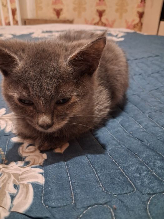 Отдам котят (бесплатно)