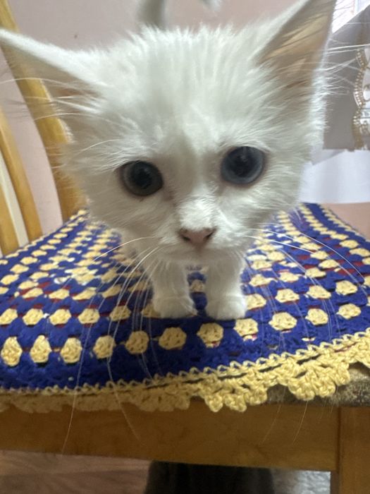 Котенок даром или 2000 тыс