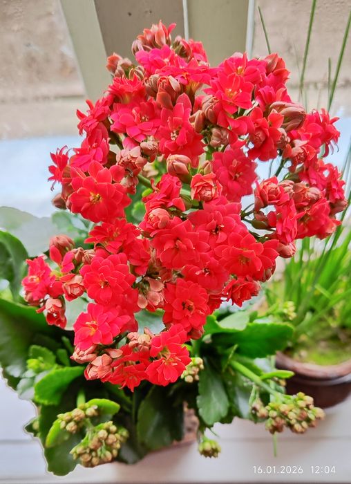 Каланхоэ первое цветение.