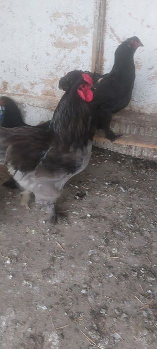 Vând găini  brahma