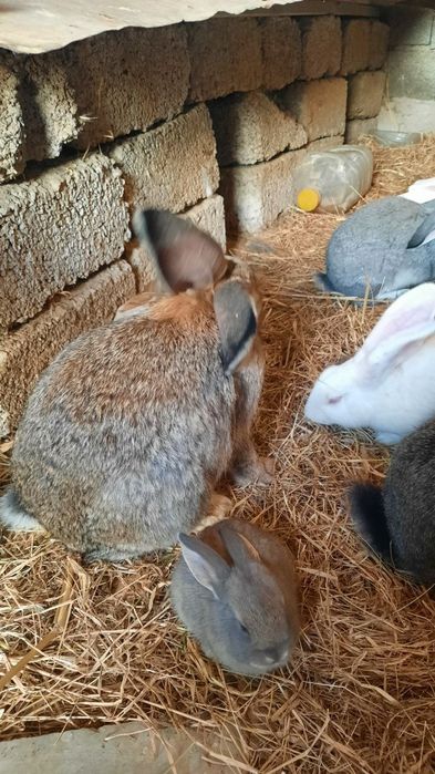 Куён купайтириб даромад килинг. Уйингизда пархез гушт бу Куён булсин.