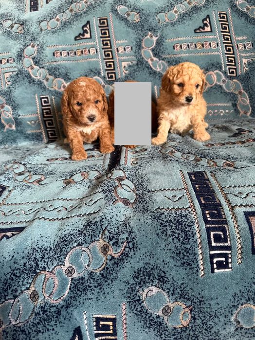 Той пудел момче и момиче