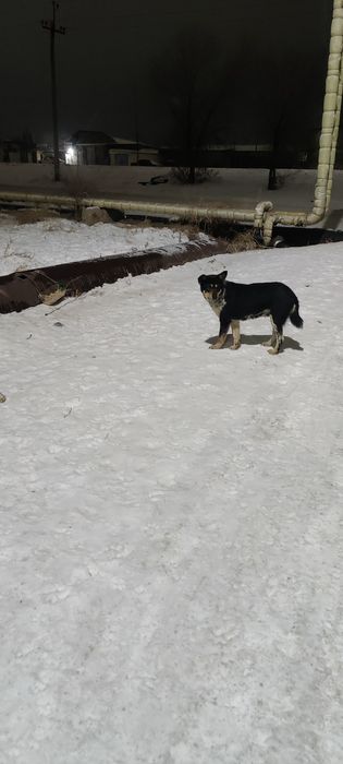 Щенки ищут семью