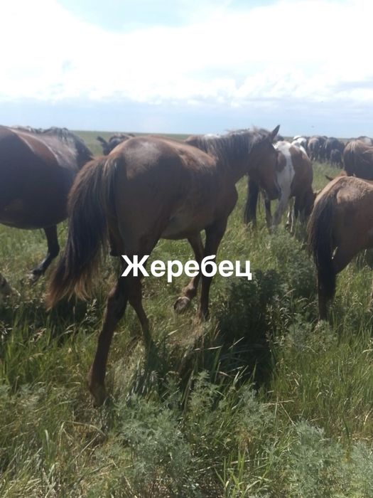 Продам лошадей срочно