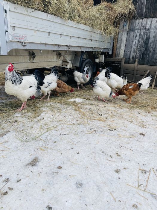 Vand 10 cocosi Sussex