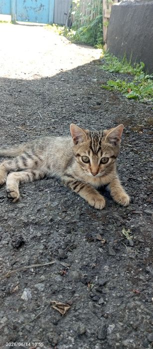 Отдам котят 2 девочки