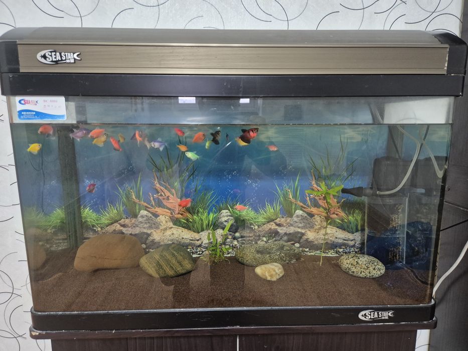 Аквариум с рыбками