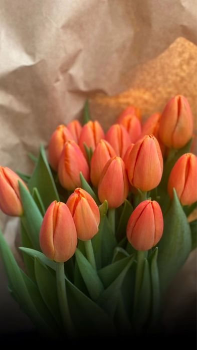 Тюльпаны крупные оптом