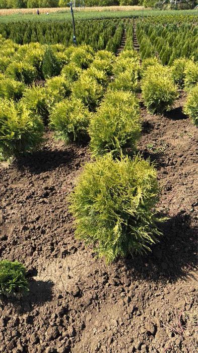 Туя  Смарагд,фастагиата,глобоза,даника, тими тим.