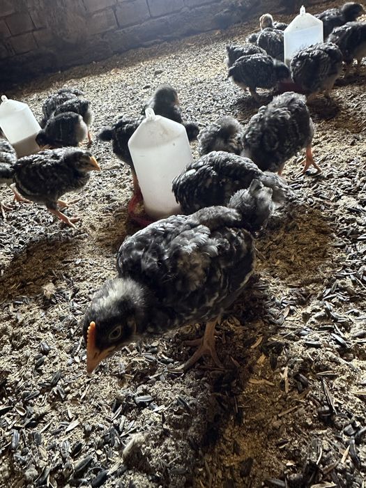 Пилета Australorp / Barred Rock микс