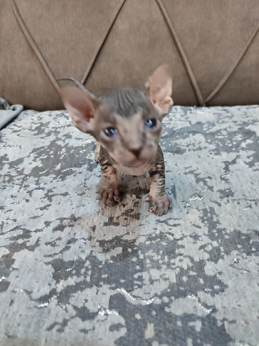 Сфинкс Питерболд