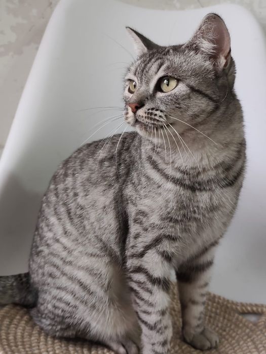 Шафрана 2 года .