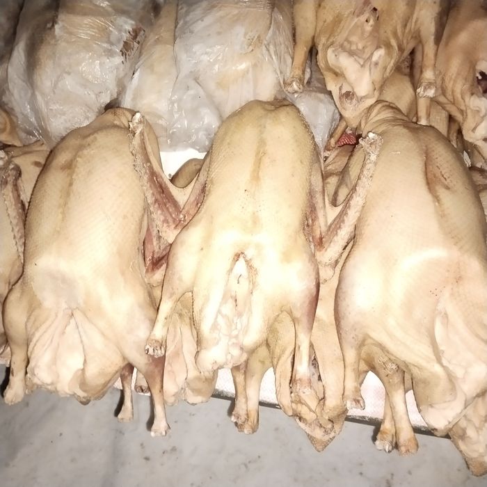 Продам гусей оптом на мясо