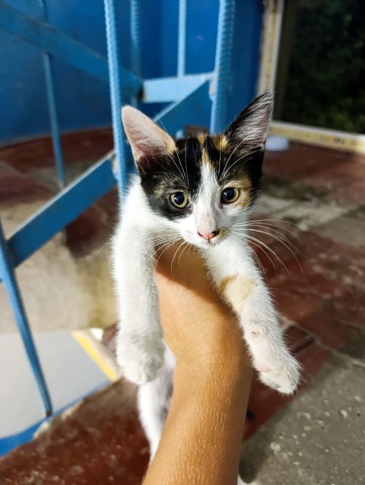 Отдаются два котенка две девочки.