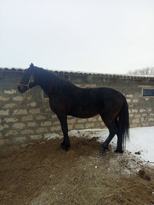 Жеребец Кушумский 9лет профи