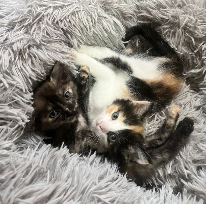 Котята бесплатно срочно